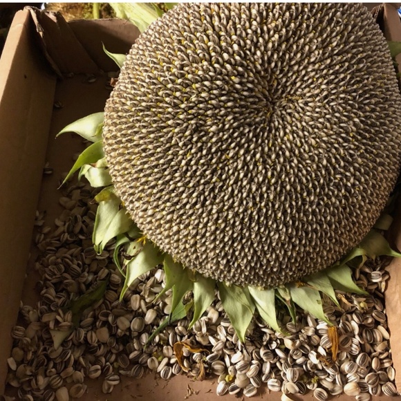 BULK 1000~FRESH Huge 14' MAMMOTH Helianthus Sunflower Seeds All ORGANIC Heirloom - Picture 3 of 4